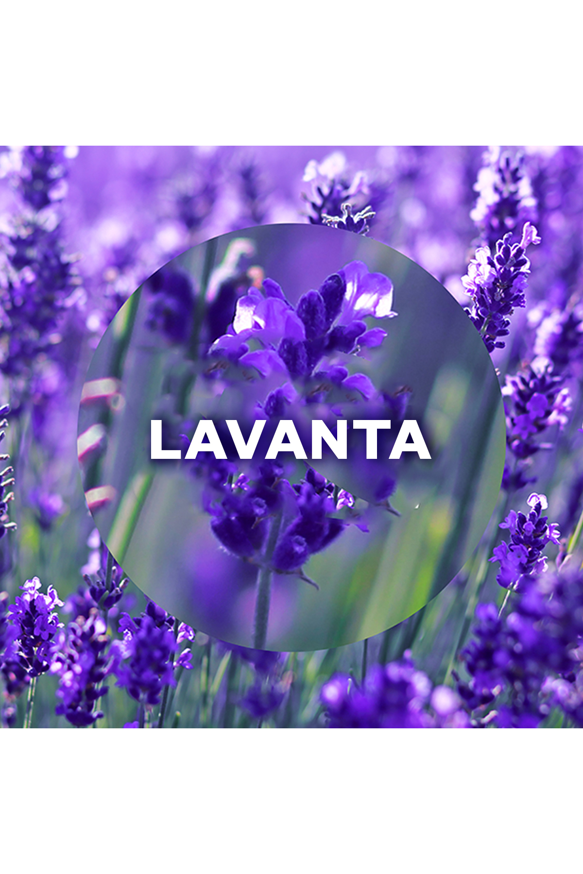 Elektrikli Oda Kokusu Cihaz Yedek Şişe Lavanta